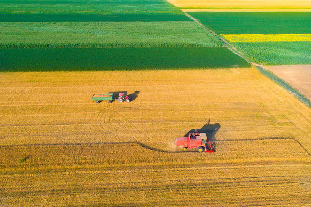 Aerial image of harvest in wheat field - Фото, зображення