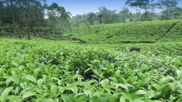 Plantación de té en Wonosobo. Indonesia, Java
 - Imágenes, Vídeo