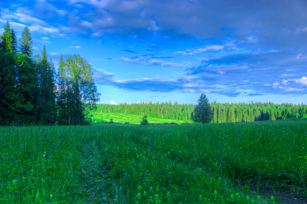Summer landscape, birch meadow, sky in the background  - Фото, изображение