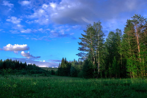 Summer landscape with meadow and trees forest sky  - Фото, зображення