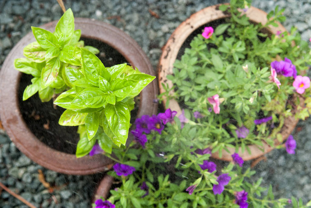 Pequeña planta de jardín de hierbas y flores en un patio
 - Foto, Imagen