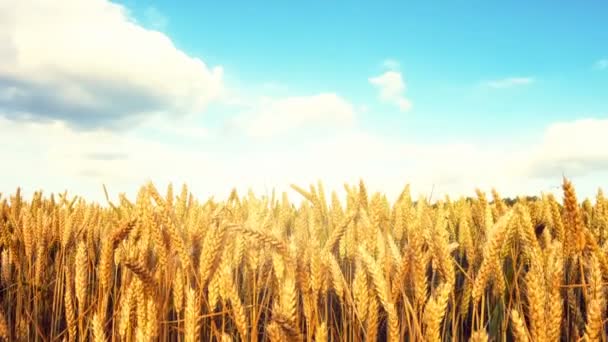 wheat field under cloudy sky - Footage, Video