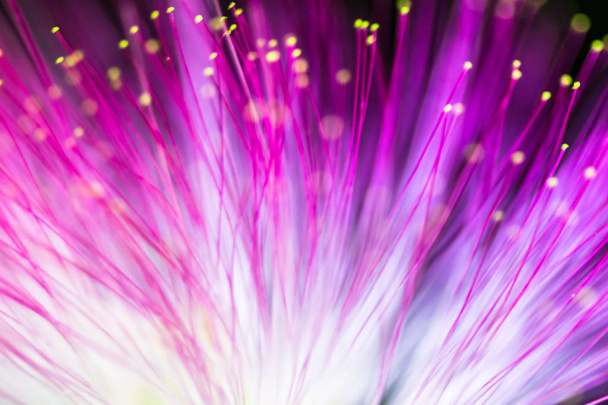Resumen borroso luz púrpura y flor fondo natural
 - Foto, Imagen