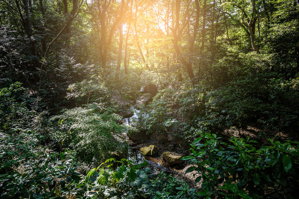 Canal de agua en la selva con luz solar
 - Foto, Imagen