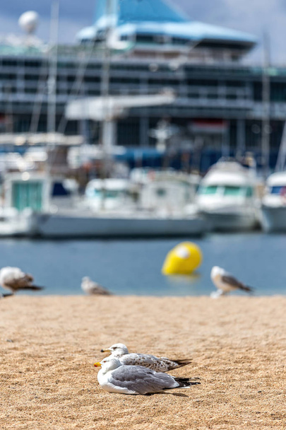 Seagulls on the beach,  fisher boats and cruise ship - Фото, зображення