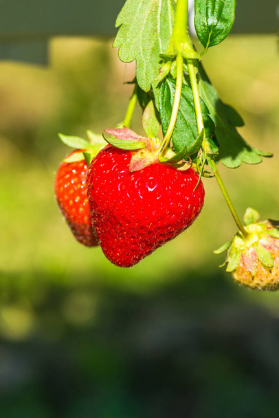 Strawberries growing on a bush - Fotoğraf, Görsel