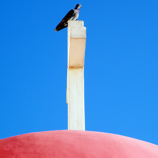Kapernaum güvercin çarmıhta Ekim 2010 - Fotoğraf, Görsel