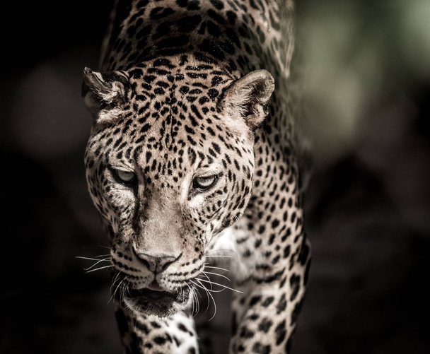 sri-lankischer Leopard - Foto, Bild