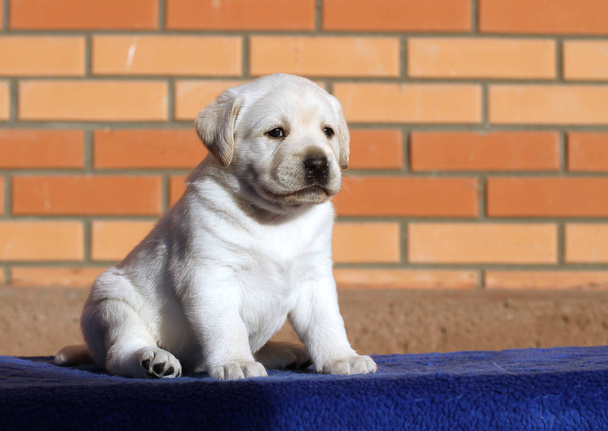 een kleine labrador puppy op een blauwe achtergrond - Foto, afbeelding