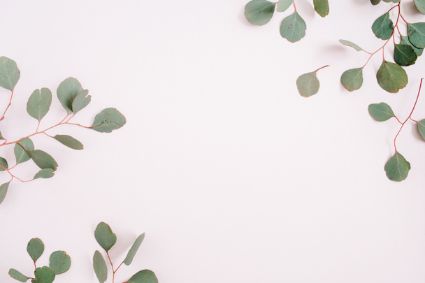 Kaunis eukalyptus oksat kuvio
 - Valokuva, kuva