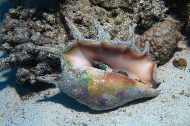 Common spider conch snail - Photo, Image