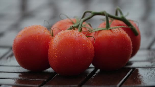 Drops of on ripe tomatoes. Close up. - Video, Çekim