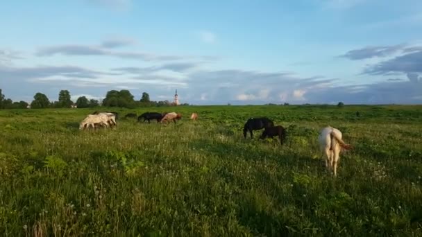 Koně pasoucí se na louce při západu slunce - Záběry, video