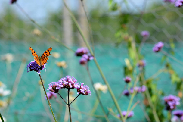 papillon virgule est assis sur des fleurs de verveine
  - Photo, image