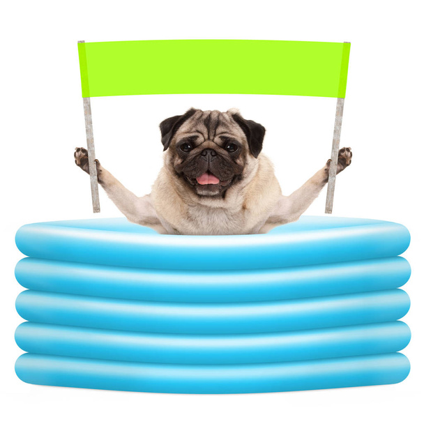 δροσερό καλοκαιρινό pug σκυλί με πράσινο πανό είσοδος με Φουσκωτή πισίνα - Φωτογραφία, εικόνα