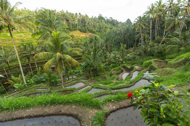 Green rice terraces in Bali - Photo, Image