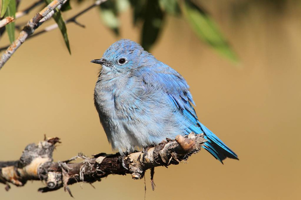 Male Mountain Bluebird (Sialia currucoides) - Photo, Image