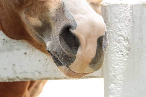 körülvágott kép gyönyörű barna ló Farm - Fotó, kép