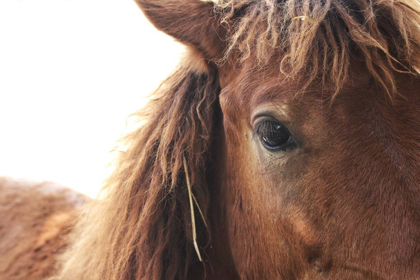 gyönyörű barna ló Farm nyáron látszó-on fényképezőgép - Fotó, kép