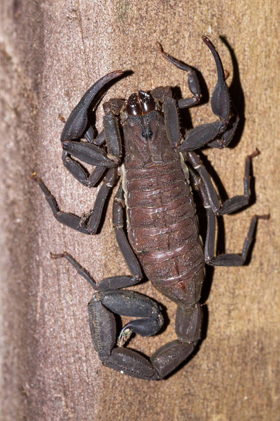 scorpion in Costa Rica  - Photo, Image