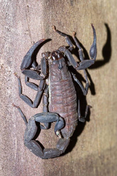 scorpion in Costa Rica  - Photo, Image