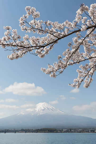 blühende Sakura-Kirsche und Berg-Fuji - Foto, Bild