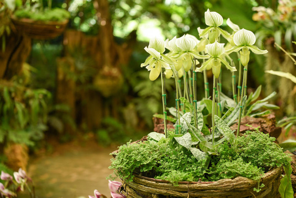Paphiopedilum Orchidee im Garten - Foto, Bild