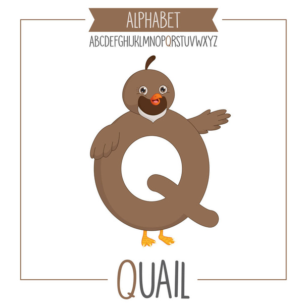 Illustrated Alphabet Letter Q And Quail - Vector, Image