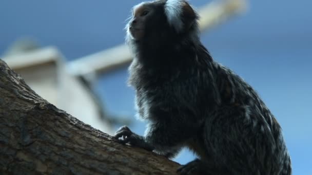 Common marmoset in the zoo - Imágenes, Vídeo