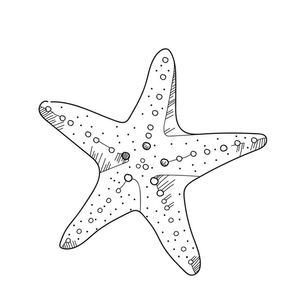 Starfish illustration on a white background.Black and white colo - Photo, Image