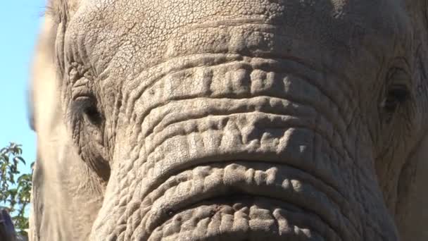 Beautiful elephant close up - Footage, Video