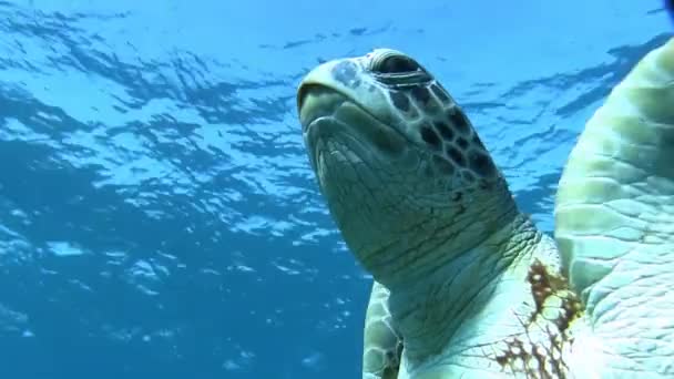 Черепаха плавает у поверхности воды
 - Кадры, видео