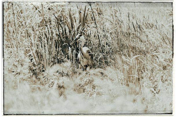 grey Heron in tall grass - Photo, Image