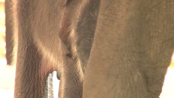 Elefante neonato all'orfanotrofio di Pinnawela
 - Filmati, video