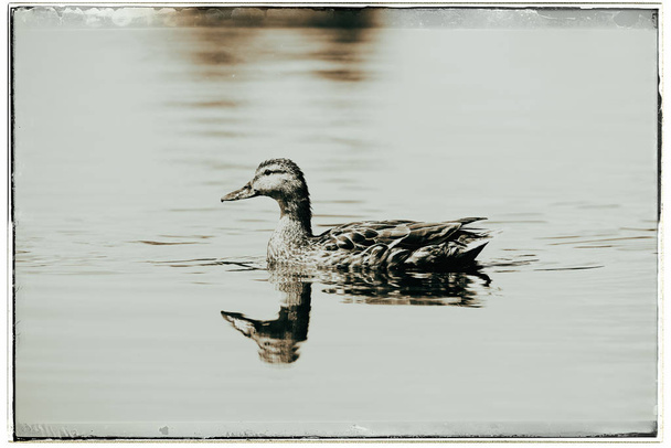 Yüzme hendekte yeşilbaş ördek - Fotoğraf, Görsel