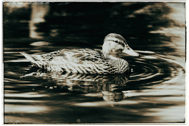 Yüzme hendekte yeşilbaş ördek - Fotoğraf, Görsel