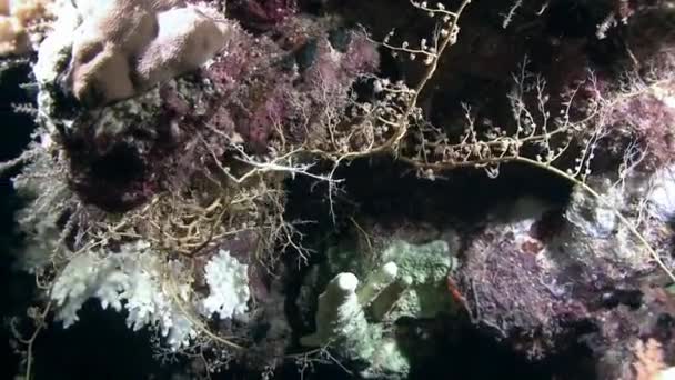 Zachte koraal bewegen op zee golven  - Video