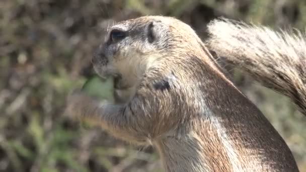 Groundhog στο φυσικό περιβάλλον του - Πλάνα, βίντεο