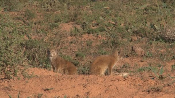 Republika Południowej Afryki wildlife - Materiał filmowy, wideo