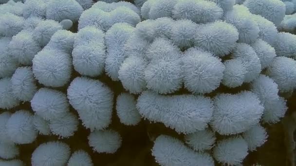Coral macio se movendo no mar
   - Filmagem, Vídeo