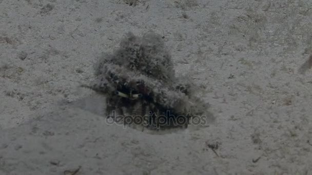 Краб-отшельник двигается в песке
  - Кадры, видео