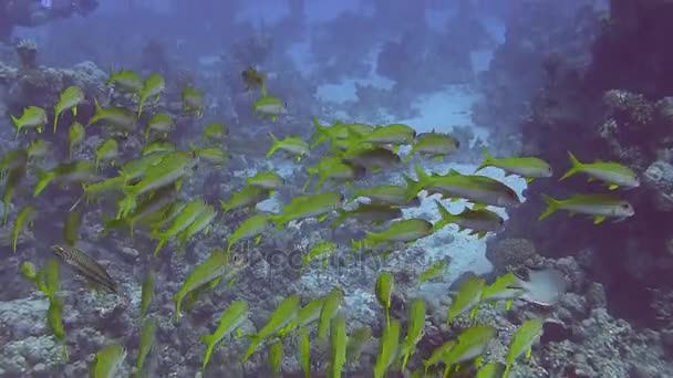 School of yellow grunts swimming in sea    - Footage, Video