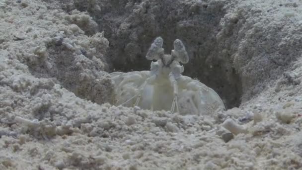 camarão Mantis branco na areia
  - Filmagem, Vídeo