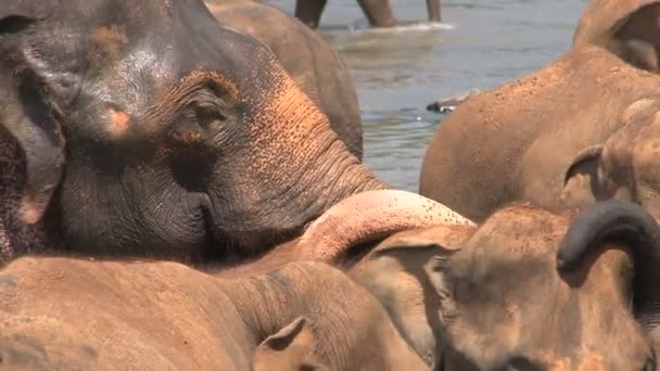 Słonie, biorąc kąpiel w rzece  - Materiał filmowy, wideo