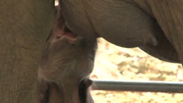 Orfanotrofio degli elefanti di Pinnawela
  - Filmati, video
