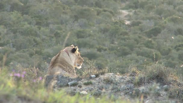 Hermoso león salvaje
 - Metraje, vídeo