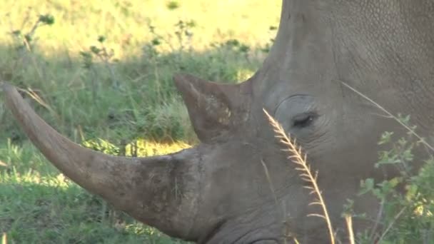 Increíbles rinocerontes salvajes
 - Metraje, vídeo