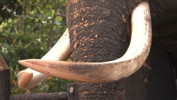 Orfanotrofio dell'elefante di Pinnawela
  - Filmati, video