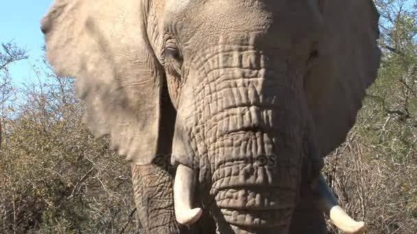 schöner Elefant aus nächster Nähe - Filmmaterial, Video