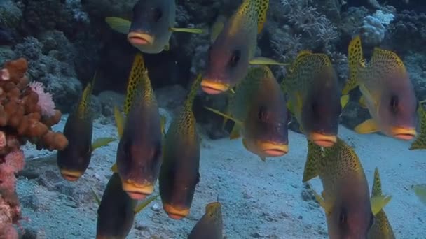 斑点を付けられたコショウダイ魚の群れ      - 映像、動画